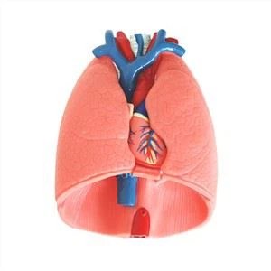 מערכת הנשימה דגם אנטומיה סיליקון רך