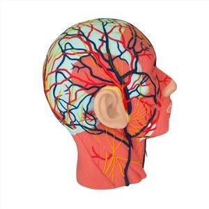 דגם אנטומית ראש וצוואר מסיליקון רך