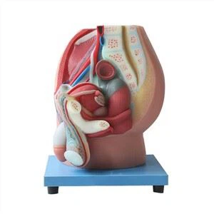 חציון Sagittal Section של דגם אנטומיה סיליקון רך של האגן הזכרי