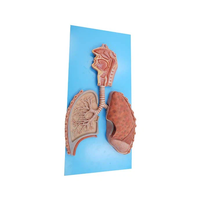 מודל מערכת הנשימה האנושית