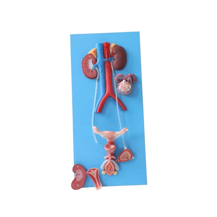 Meiwo Science Anatomy Model