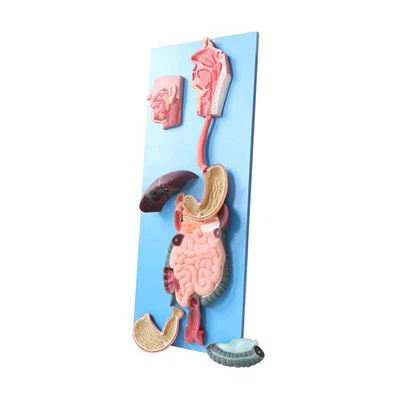 מודל של מערכת עיכול אנושית