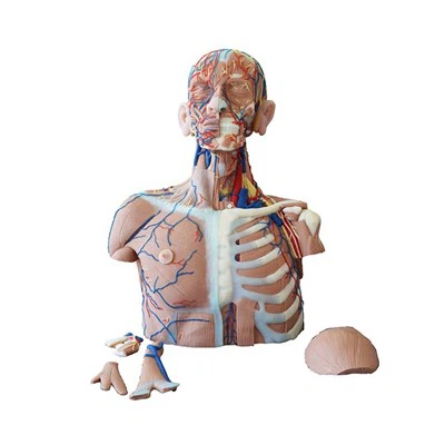 דגמי מעבדה לאנטומיה