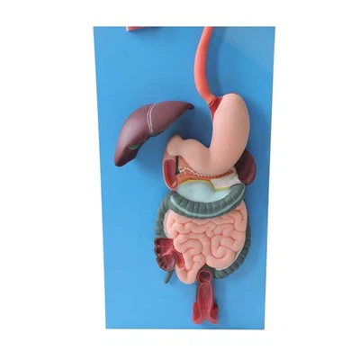 מודלים של מערכת העיכול