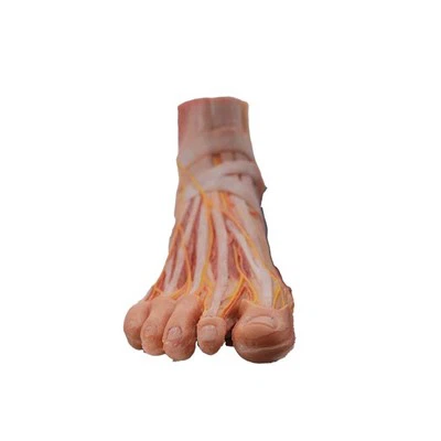 דגם אנטומית כף הרגל