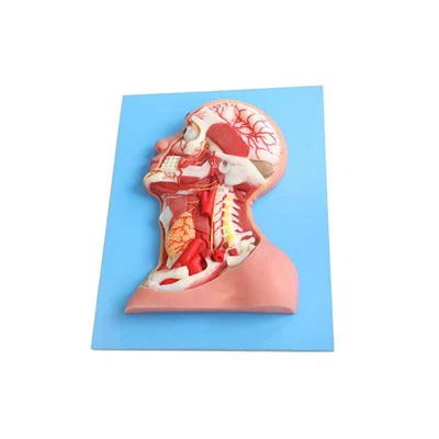 דגם ראש וצוואר