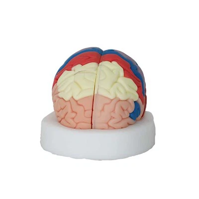 מודל מוח האנטומיה האנושית