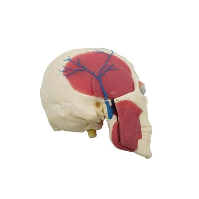 דגם גולגולת אנושית