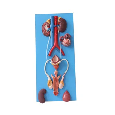 דגם אנטומיה רבייה גברית